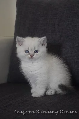 Britská krátkosrstá koťata s PP