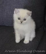 Britská krátkosrstá koťata s PP