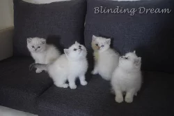 Britská krátkosrstá koťata s PP