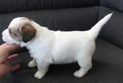 Jack Russell Terier s PP