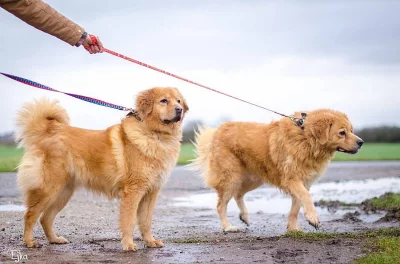 Gondol a Besi hledají společný domov