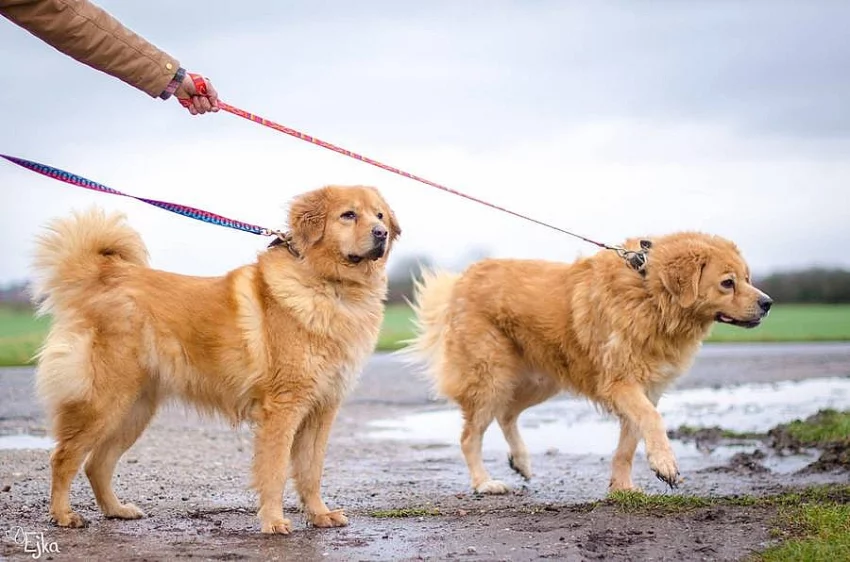 Gondol a Besi hledají společný domov
