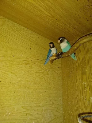 Prodám agapornis škraboškový