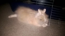 Nabízím Teddy králíka (samičku) s VP ke krytí