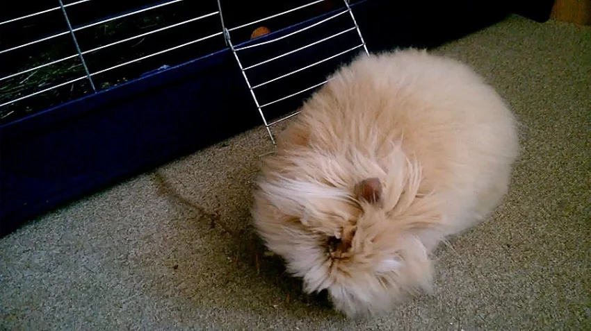 Nabízím Teddy králíka (samičku) s VP ke krytí