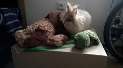 Nabízím Teddy králíka (samičku) s VP ke krytí