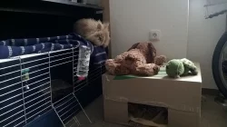 Nabízím Teddy králíka (samičku) s VP ke krytí