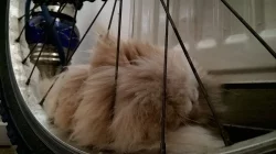 Nabízím Teddy králíka (samičku) s VP ke krytí