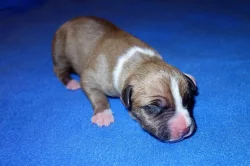 Americký stafordšírský teriér