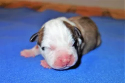 Americký stafordšírský teriér