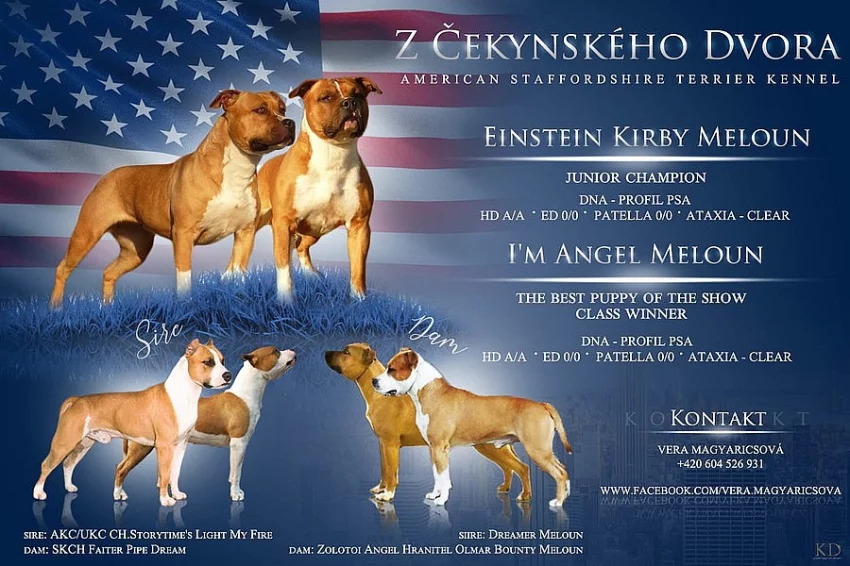 Americký stafordšírský teriér