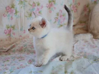 Unikátní britská krátkosrstá koťata   