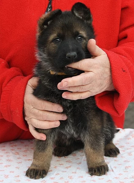 Německý ovčák - štěňata s PP