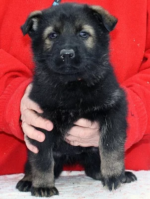 Německý ovčák - štěňata s PP