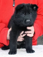 Německý ovčák - štěňata s PP