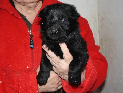 Německý ovčák - štěňata s PP