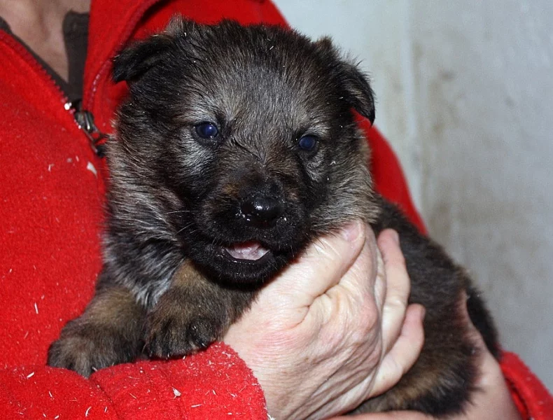 Německý ovčák - štěňata s PP