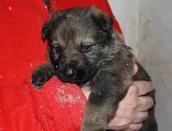 Německý ovčák - štěňata s PP
