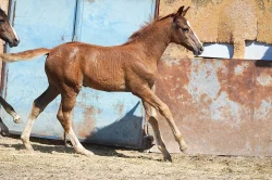 Prodám klisničku po Galandro ZH