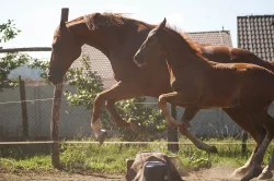 Prodám klisničku po Galandro ZH