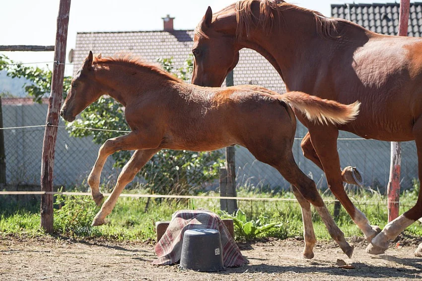 Prodám klisničku po Galandro ZH