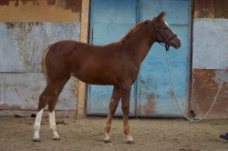 Prodám klisničku po Galandro ZH