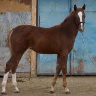 Prodám klisničku po Galandro ZH