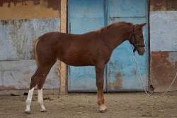 Prodám klisničku po Galandro ZH