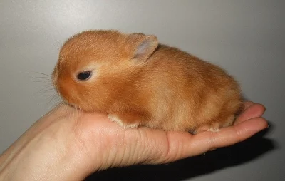 Zakrslý králíček saténový