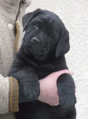 Labrador retriever