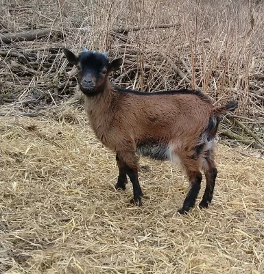 Prodám Kamerunské kozlíky.