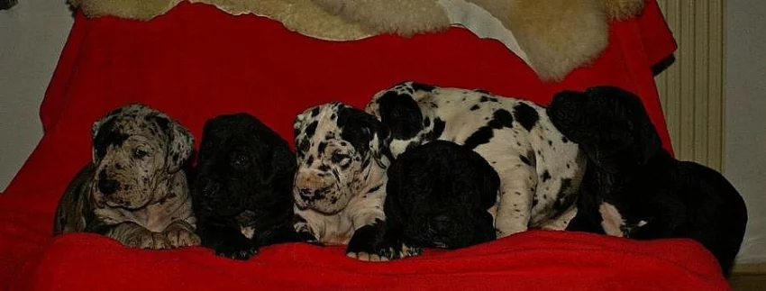 Německá doga- skvrnitá a černá štěňata