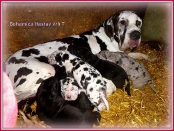 Německá doga- skvrnitá a černá štěňata