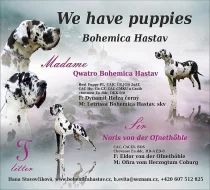 Německá doga- skvrnitá a černá štěňata
