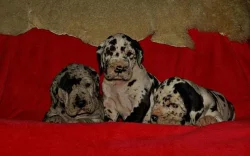 Německá doga- skvrnitá a černá štěňata