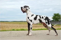 Německá doga- skvrnitá a černá štěňata