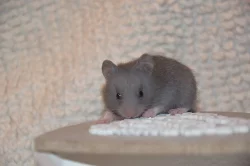 Křeček syrský - modrá mláďátka s PP