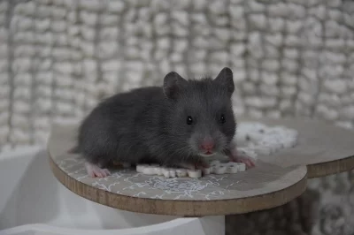 Křeček syrský - modrá mláďátka s PP