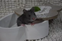 Křeček syrský - modrá mláďátka s PP