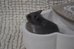 Křeček syrský - modrá mláďátka s PP