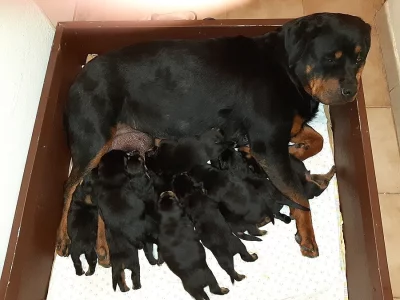 Rotvajler štěňátka s PP.