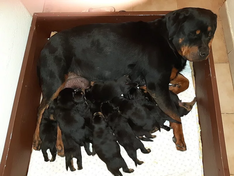 Rotvajler štěňátka s PP.