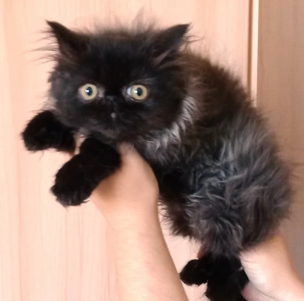 Perská a Exotická koťata bez PP,