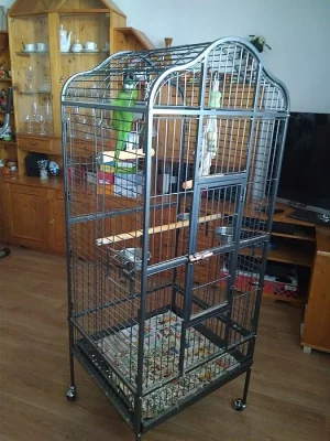 Ara Nobilis sameček