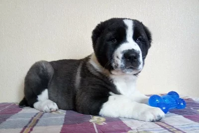 Středoasijský pastevecký pes