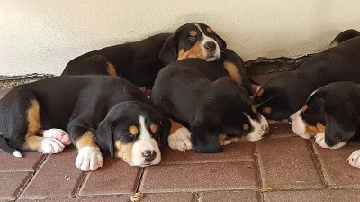 Velký švýcarský salašnický pes