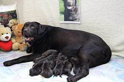 Čokoládový pejsek Labradora