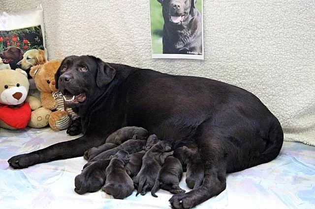 Čokoládový pejsek Labradora