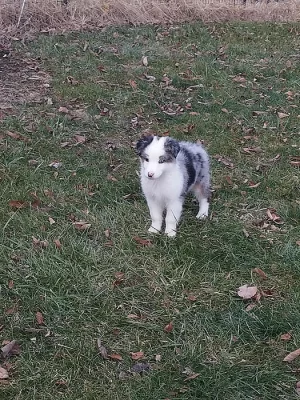 Australský ovčák štěně