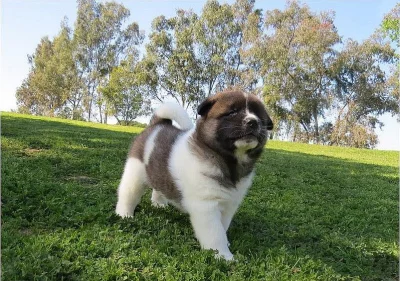 Čistokrevné a standardní americké Akita štěňata